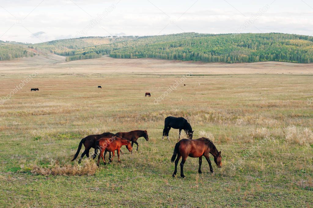 Brown adult horses eating grass on a green field.