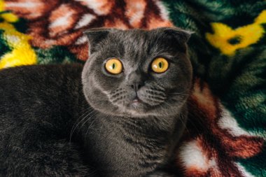 Pencere pervazında İskoç katları. İngiliz kedisi. Gri kedi