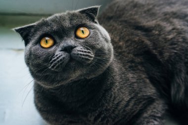 Pencere pervazında İskoç katları. İngiliz kedisi. Gri kedi