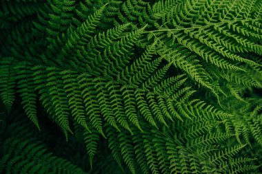 arka plan güzel orman çiçek yaprak yeşil