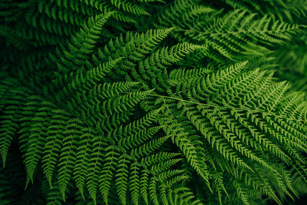 forest flora green fern leaf background