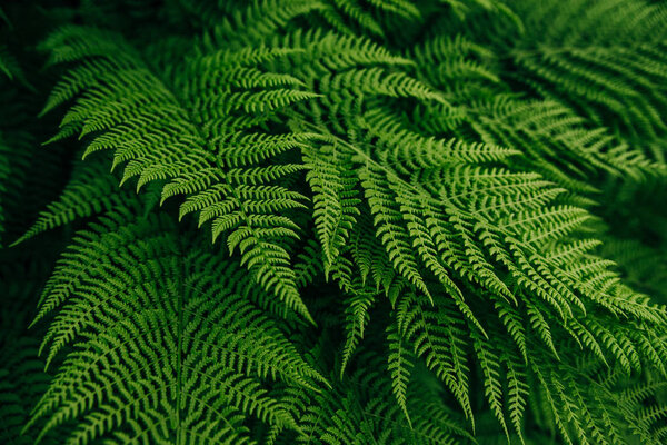 forest flora green fern leaf background