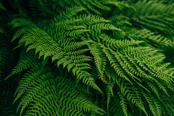 beautiful forest flora green fern leaf background