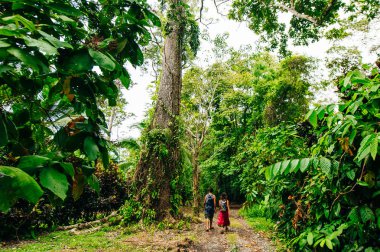 Corcovado Ulusal Parkı, Kosta Rika 'nın yoğun ormanları