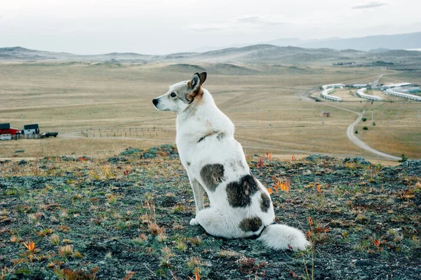 Retrato de perro libre y hermoso sentado detrás de la cámara en la colina — Foto de Stock