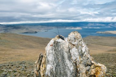 Taşın üzerinde uzun bıyıklı büyük siyah böcek..