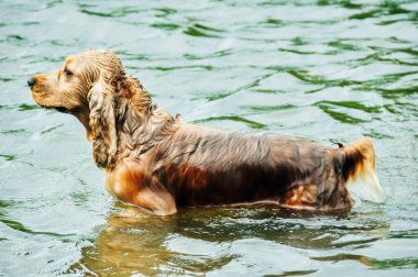 Cocker spaniel suyun içinde duruyor.