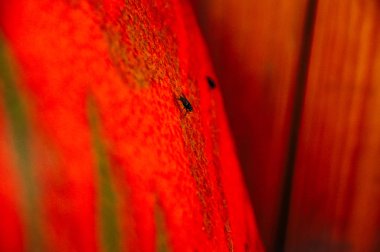 Turuncu gözlü böcek sineği makrofotoğrafçılığı