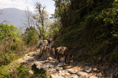 Nepalli Himalayalar 'da güzel bir doğanın arka planına karşı yüklenmiş bir eşek..