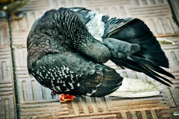 Закрыть вид на голову коричневого голубя. Голубь чистит перья. . — стоковое фото