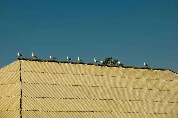 Seagull sitting on a roof with a sky background — Stock Photo, Image