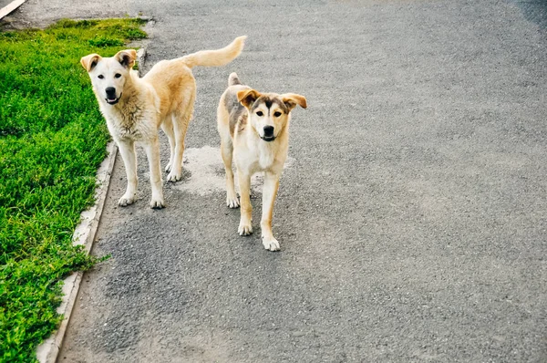 Perros callejeros de pie en medio de una carretera — Foto de Stock