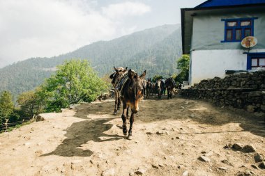 Nepalli Himalayalar 'da güzel bir doğanın arka planına karşı yüklenmiş bir eşek..
