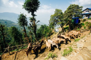 Nepalli Himalayalar 'da güzel bir doğanın arka planına karşı yüklenmiş bir eşek..