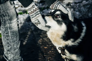 Köpek okşar kışın eldiven