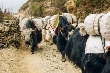 Nepal 'de ağırlığı olan yaklar