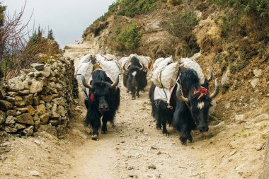 Nepal 'de ağırlığı olan yaklar