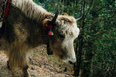 Nepal 'de ağırlığı olan yaklar