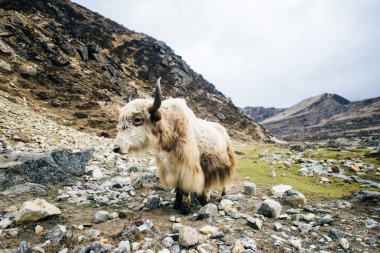 Nepal 'deki dağ otlağının arka planında Beyaz Yak