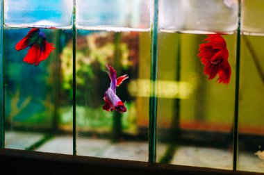 Akvaryumdaki renkli balıklar hayvan dükkanında