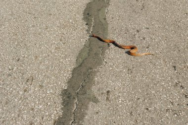 Nehir yılanı, sıcak asfaltta güzel bir günün tadını çıkarır.