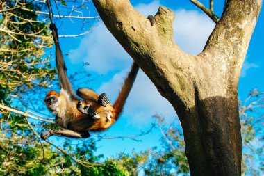 Güneşli bir günde ağaçta asılı duran bir maymun.