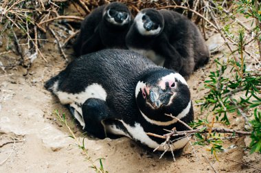 Penguen civciv ve anne. Penguen kolonisi,