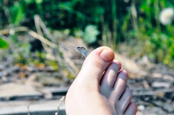 Färgglada fjäril sitter på foten finger med målade naglar — Stockfoto