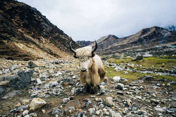 Yak blanc sur le fond de pâturage de montagne au Népal — Photo