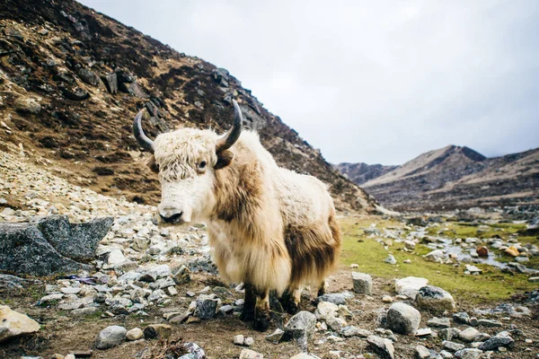 Yak blanc sur le fond de pâturage de montagne au Népal — Photo