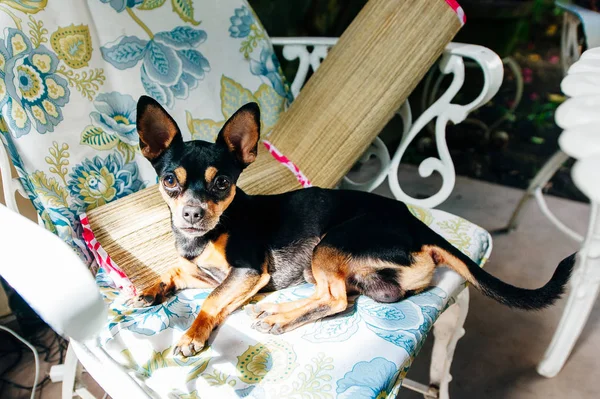 Миниатюрная собака Пинчер отдыхает на стуле — стоковое фото