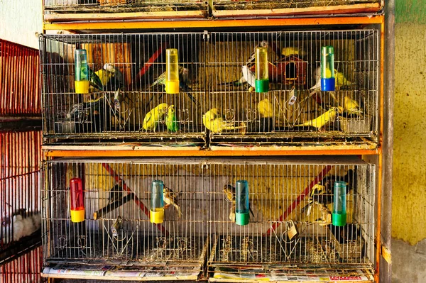 Gaiolas de papagaios inseparáveis em primeiro plano — Fotografia de Stock