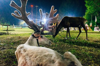 Gece Ulusal Park 'ta 2 Ren Geyiği