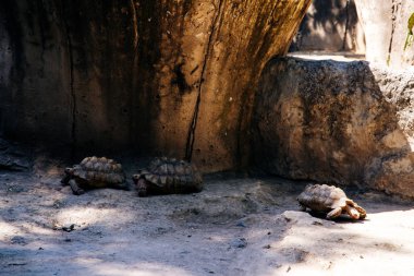 Dev Kaplumbağa Kaplumbağa, Meksika Hayvanat Bahçesi