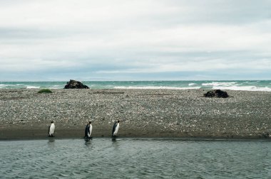 Okyanusun arka planında kraliyet penguenleri kolonisi