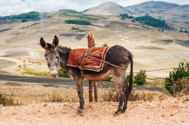 Eşek otlakta otluyor. Kıllı eşekler dağlara yakın yerlerde beslenir.