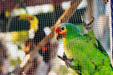 yeşil papağan ağın arkasındaki bir dalda oturuyor.