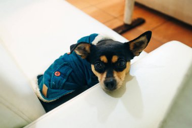 Minyatür Pinscher köpeği kazak giyiyor ve sandalyede dinleniyor.