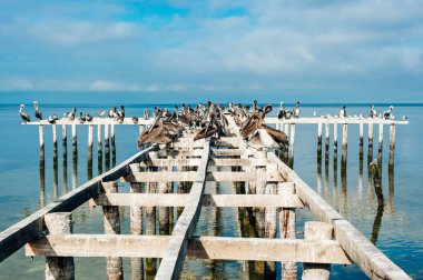 Sütunlar üzerinde Karayip Denizi güneş doğarken demirleme ahşap dinlenme Pelikan
