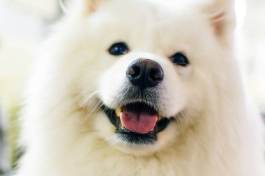 Kendini yetiştirmiş birinin portresi