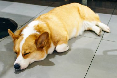 Dog welsh corgi pembroke stüdyoda uyuyor.