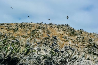Kahverengi Pelikan ve Ballestas Adaları Paracas, Peru yakın bir kayaya guanay karabatak
