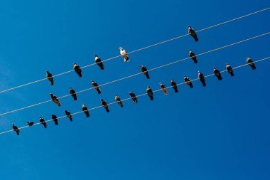 Elektrik telleri üzerinde çok sayıda güvercin. Güvercinler üzerinde gökyüzü güç hatları üzerinde oturan