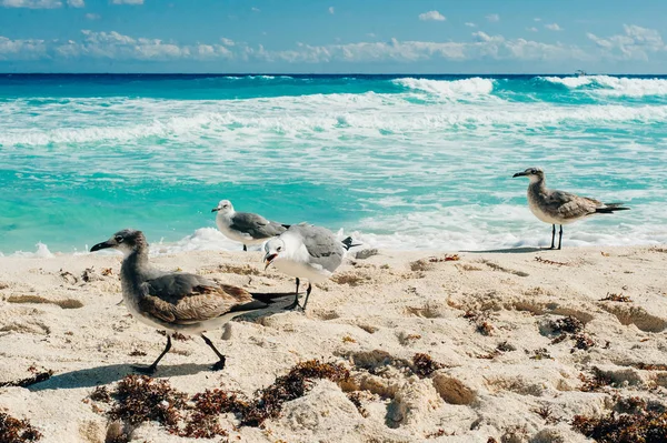 Birds on the beach. seagulls in cancun — Stock Photo, Image