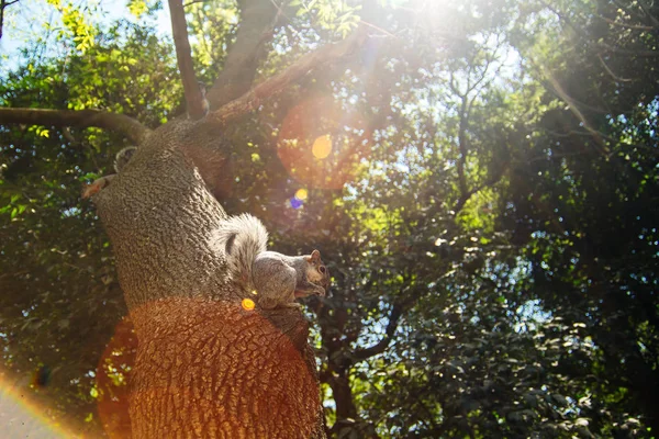Chiudi carino noce mangiare uno scoiattolo grigio in un parco — Foto Stock