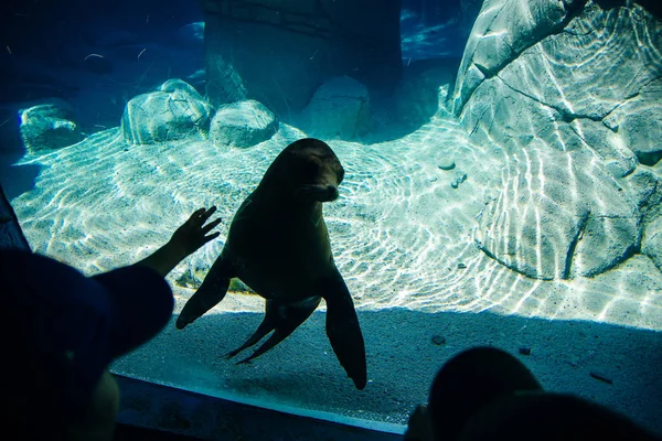 Jovem selo em um aquário parque na cidade do México — Fotografia de Stock