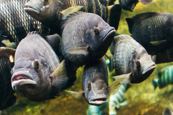 Stor grå fisk i akvariet — Stockfoto