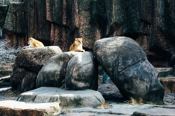Männlicher und weiblicher Löwe sitzen auf einem Felsen — Stockfoto
