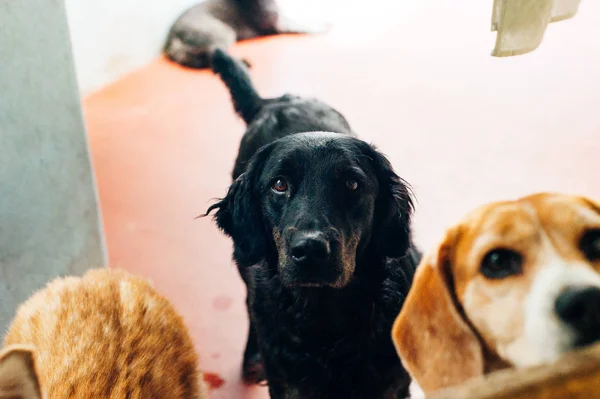 Refugio para perros con perros detrás de la valla — Foto de Stock