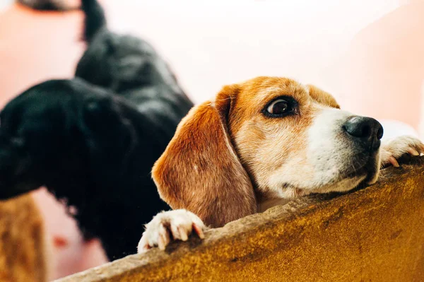 Dog shelter with dogs behind the fence